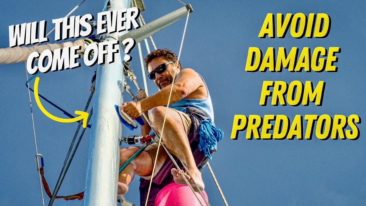 AVOID DAMAGE from PREDATORS – SAILING LIFE ON JUPITER EP147