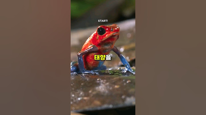 태양을 삼킨 개구리 (만지면 사망함)