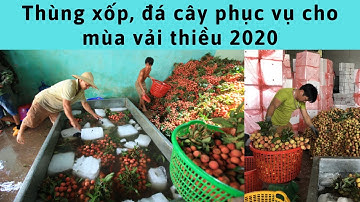 Vải thiều bắc giang 2020 - Đủ thùng xốp, đá cây phục vụ cho mùa vải thiều 2020| báo bắc giang mới