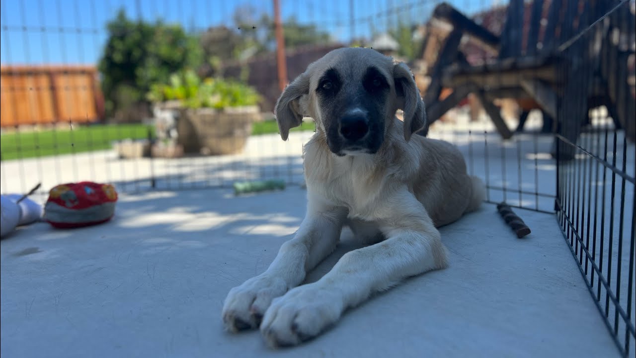 Bailey is located at Solano County Animal Shelter