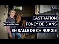 Suivez la castration dun poney shetland de 3 ans au bloc opratoire