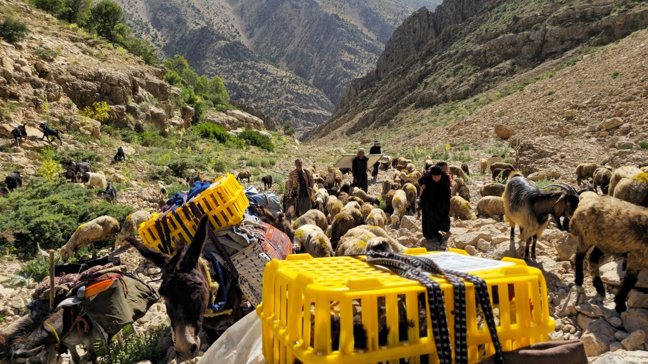 Удивительная миграция кочевников в горные вершины | Кочевники пересекают трудные пути⛰️🐑