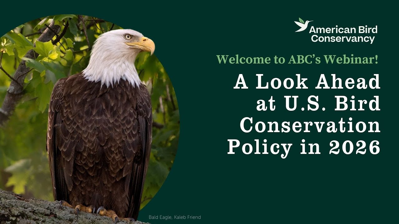A Look Ahead at U.S. Bird Conservation Policy in 2026 | ABC Webinar