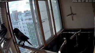 Crow Frendship? (no sound)