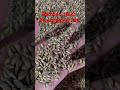Bamboo seeds #allindia #bambooplant #assam #maharashtra #tamilnadu #telengana #seeds #india #fresh