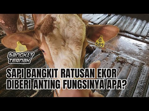 INI ARTI KODE ANTING DI SAPI BANGKIT ! SAPI BANGKIT RATUSAN EKOR DIBERI ...