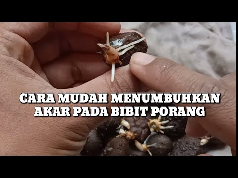 Video: Berapa lama akar tunggang sebelum ditanam?