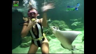 Woman Scuba Diving In Aquarium With Stingrays 1990S