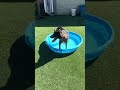 Gigi video