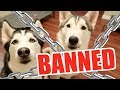 I Was Banned From The Husky Training Community On Facebook...