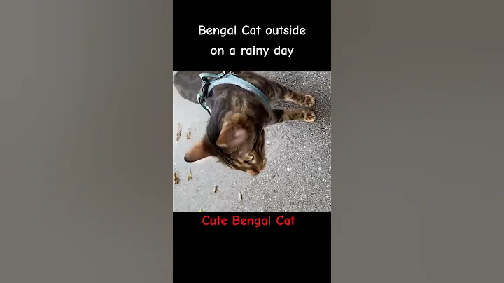 Watch the video about Cute Bengal Cat #shorts #cat #catlovers