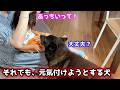 【優しすぎ】赤ちゃんに拒否されても、一生懸命可愛がろうとする甲斐犬