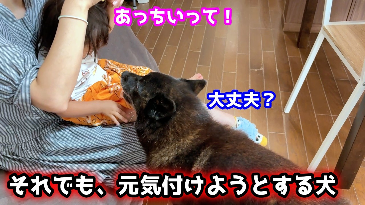 【優しすぎ】赤ちゃんに拒否されても、一生懸命可愛がろうとする甲斐犬