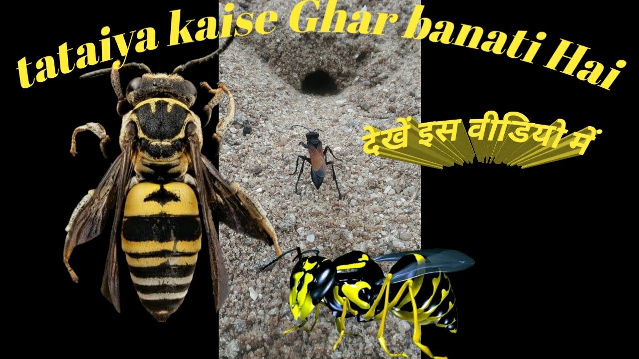 Tataiya Kaise Apna Ghar Banati Hai Dekhe is Video Mein?🔥🔥 - YouTube