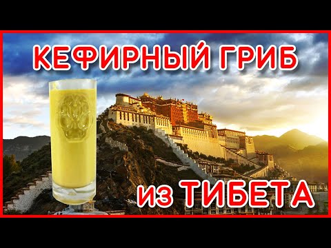 Кефирный гриб из Тибета - Kefir mushroom from Tibet