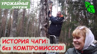 ВСЁ о ЧАГЕ в 1 ВИДЕО: зачем собирать, где искать, как добывать, как хранить, готовить и принимать.