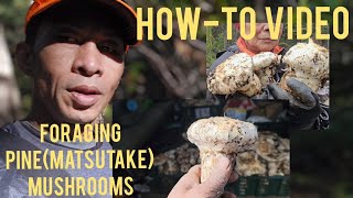 Mushroom Foraging|How to HUNT for PINE MUSHROOMS|Matsutake| GPNF.