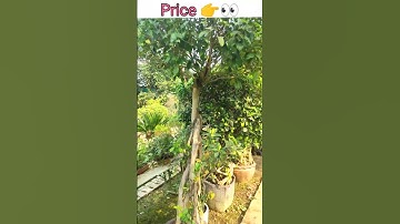 ficus bonsai itne km price me wow amazing😱💰👉👀watch now #shorts #youtubeshorts #ytshorts #short