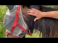 demo of attaching a fake mane extension to a  hogged mane.