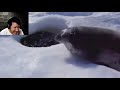 Markiplier breaks at a seal