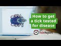 How to Get a Tick Tested for Disease with TickReport