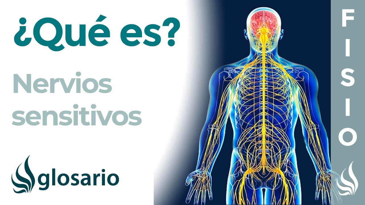 NERVIOS SENSITIVOS | Qué son, cuáles nervios del cuerpo son sensitivos