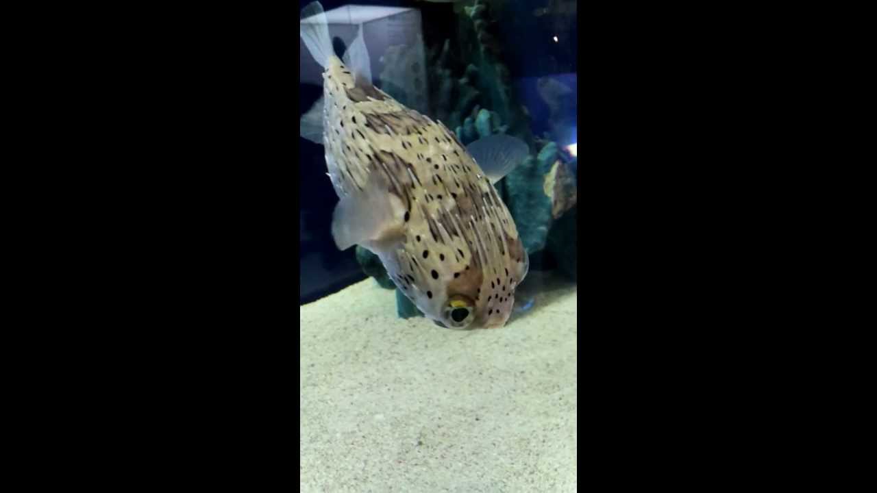 フグ かわいい Youtube