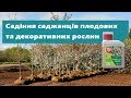 Як правильно садити саджанці плодових дерев та декоративних рослин весною?