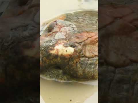 How Does a Giant Anaconda Survive When the Water Dries Up?