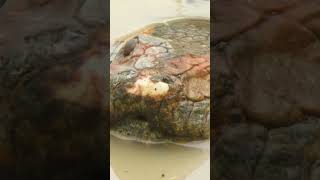 Thumbnail for How Does a Giant Anaconda Survive When the Water Dries Up?