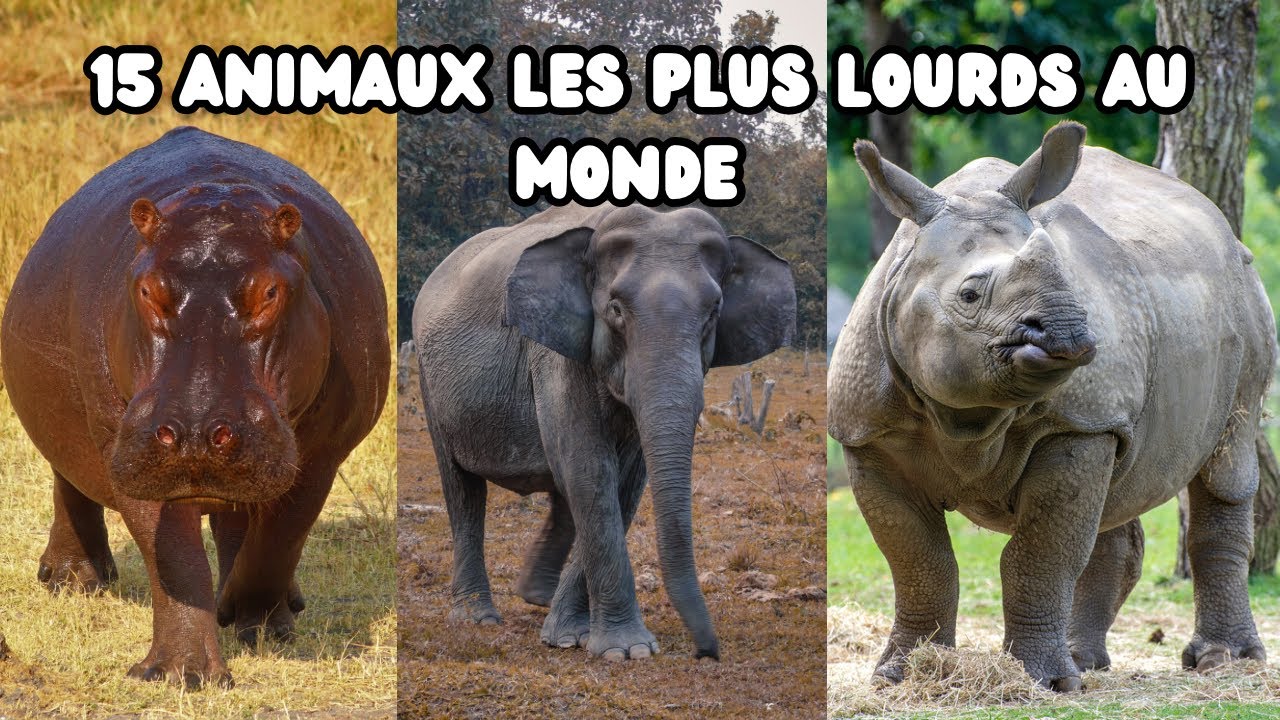 Les animaux les plus lourds du monde YouTube Les animaux les plus lourds du monde YouTube