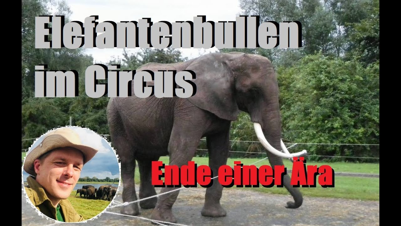 Elefantenbullen im Circus - Ende einer Ära