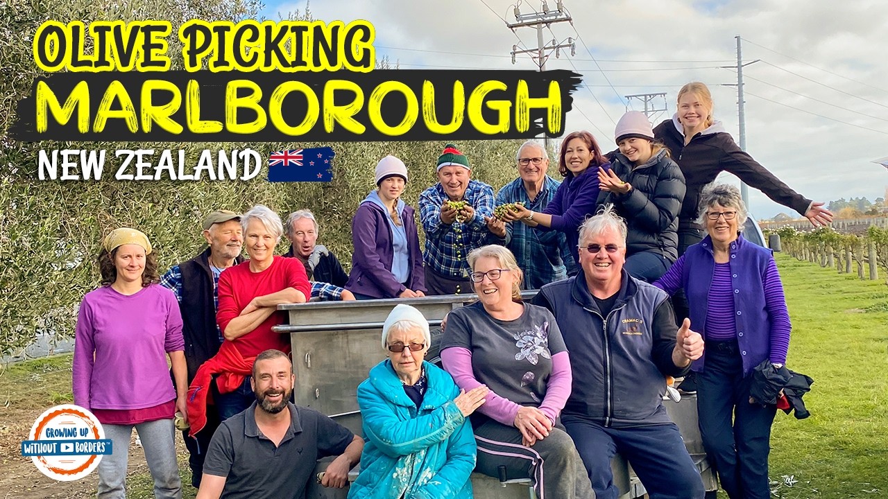 Паром из Веллингтона в Пиктон (Новая Зеландия) 🇳🇿 + Наш неожиданный урожай оливок в Бленхейме