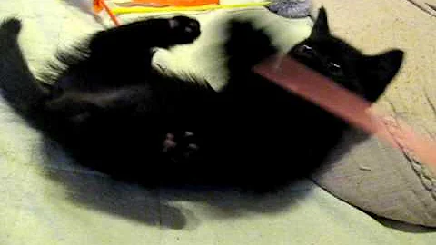 Watch the video about Puff＊black Munchkin Kitten