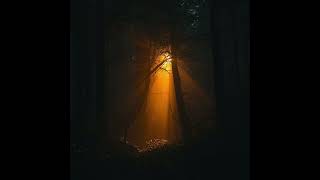 Chill Plan &amp; Eternal Glow — warm amber mist emerging from black forest Silence the light of hope