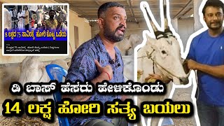 14 ಲಕ್ಷದ ಹೋರಿ ಸತ್ಯ ಬಯಲು, ಡಿ ಬಾಸ್ ಮನೇಲಿ ಇದ್ದ ಹೋರಿ  ಯಾರ್ ಕೊಟ್ಟಿದ್ದು.....???? #varthursantosh #hallikar