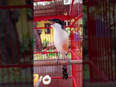 Masteran Kombinasi Walang Kecek Sambung Tengkek Buto Jeda Air Mengalir 1 Menit