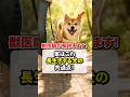 実はコレ、長生きする犬の共通点!