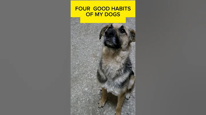 Video 3035971: dogs adoption cats, international cat, cat shelter