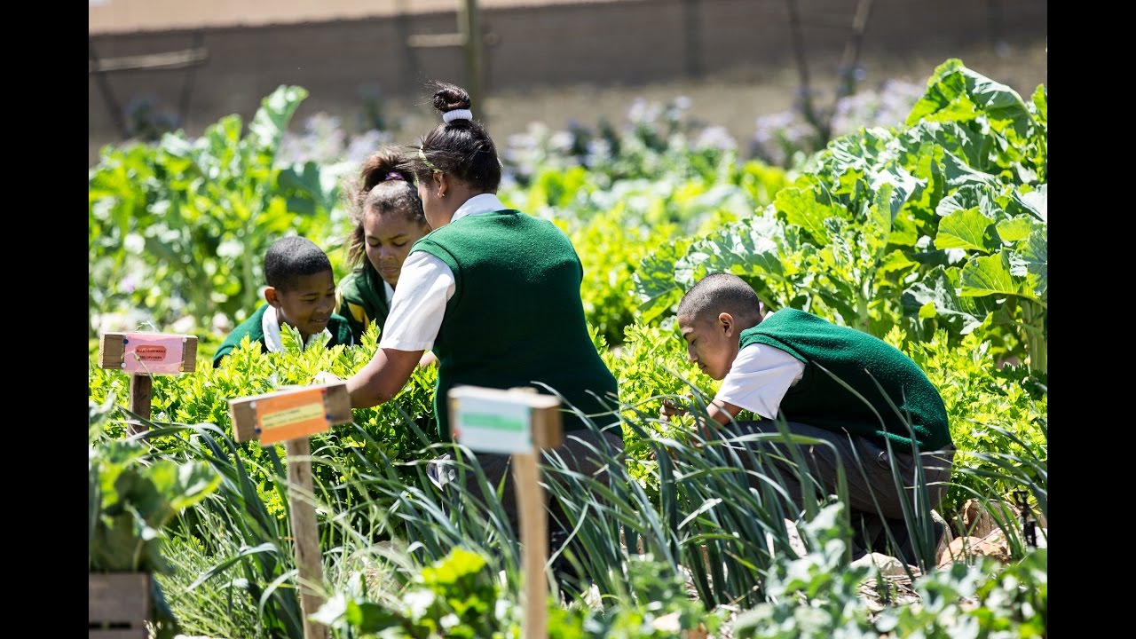 Greenlands Primary Sustainable Food Garden