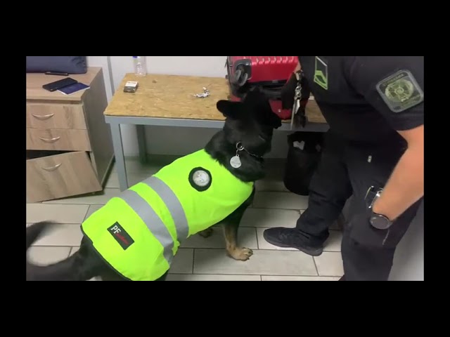 собака, нюхающая наркотики