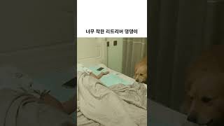 너무 착한 리트리버 댕댕이
