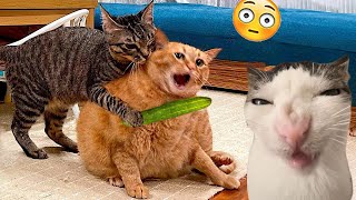 Funniest Cats 😹 - Silliest Creature on Earth 😂 - Funny Cats Videos Of The Month 2024 #1 by Smit Funny Ever 1,378 views 3 months ago 15 minutes