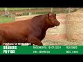 FIV F061 - TOURO BRANGUS GERAÇÃO 2024 FAZENDA BASSO PANCOTTE