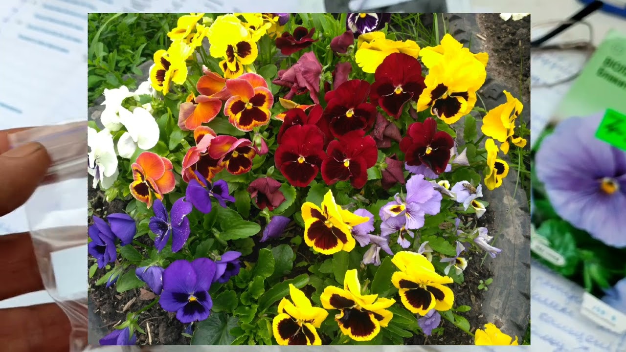 Сію Анютині глазки, по-нашому Братки.