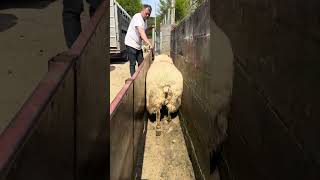 Sheep Sorting In The Sunshine #Farming #Youtubeshorts #Sheep