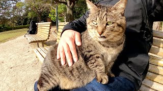 【親方猫】太ったキジトラ猫がひざの上に乗ってフミフミしてきた