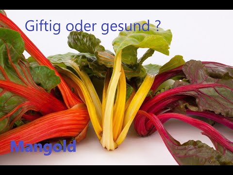 Video: Mangold - Vorteile, Eigenschaften, Verwendung, Kaloriengehalt, Vitamine