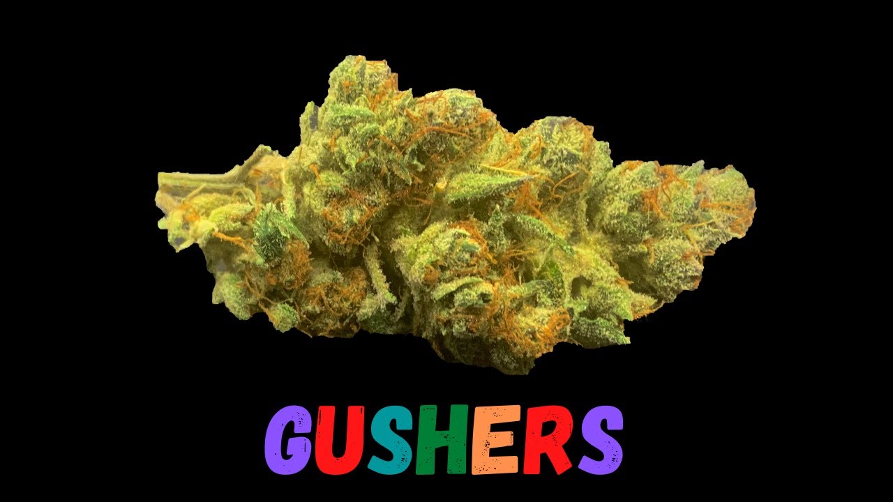 Gushers Strain Review