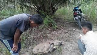 Jerat Babi Hutan/Gondit